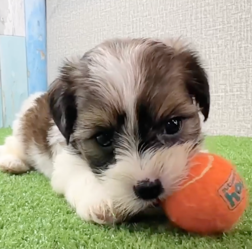 bi color shorkie puppy playing with an orange ball